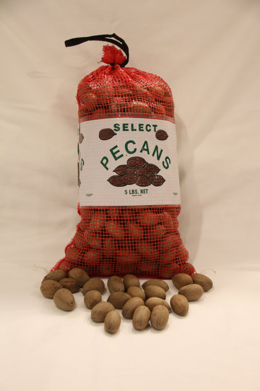 In Shell Schley “Paper Shell” Pecans – 3, 5, 15, 25 lbs