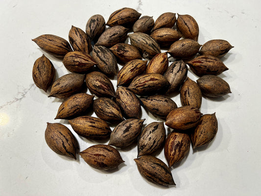 In Shell Caddo “Paper Shell” Pecans - 3, 5, 15, & 25 lbs