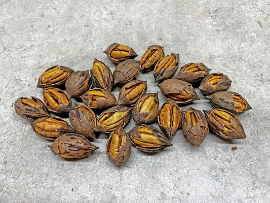 Cracked Caddo “Paper Shell” Pecans - 3,5,15,25 lbs